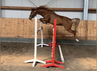 Deutsches Reitpony, Stute, 7 Jahre, 145 cm, Fuchs