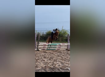 Deutsches Reitpony, Stute, 7 Jahre, 145 cm, Fuchs