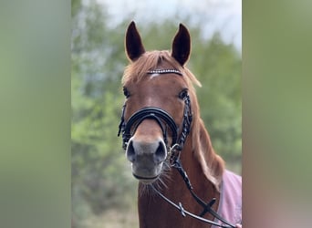 Deutsches Reitpony, Stute, 7 Jahre, 145 cm, Fuchs