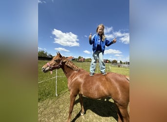 Deutsches Reitpony, Stute, 7 Jahre, 145 cm, Fuchs