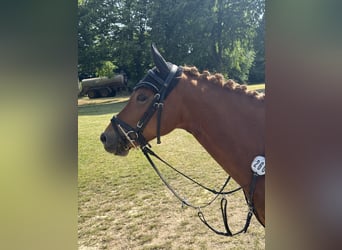 Deutsches Reitpony, Stute, 7 Jahre, 145 cm, Fuchs