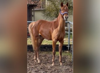 Deutsches Reitpony, Stute, 7 Jahre, 145 cm, Fuchs