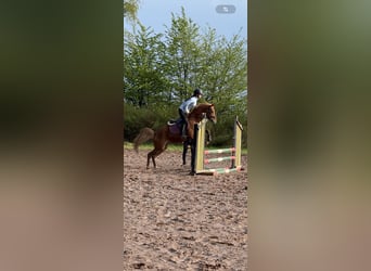 Deutsches Reitpony, Stute, 7 Jahre, 145 cm, Fuchs
