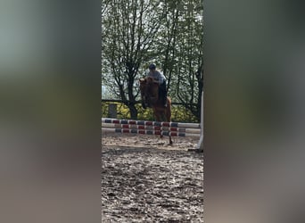 Deutsches Reitpony, Stute, 7 Jahre, 145 cm, Fuchs