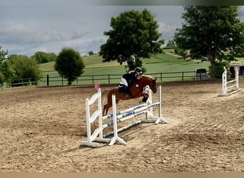 Deutsches Reitpony, Stute, 7 Jahre, 145 cm, Fuchs