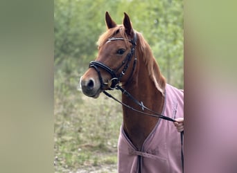 Deutsches Reitpony, Stute, 7 Jahre, 145 cm, Fuchs