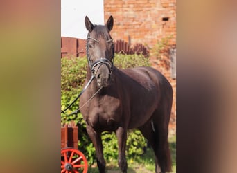 Deutsches Reitpony, Stute, 7 Jahre, 145 cm, Rappe