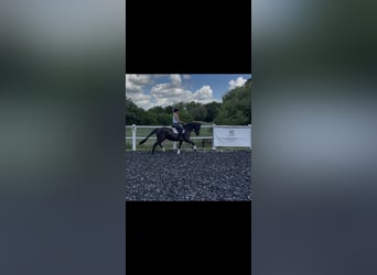 Deutsches Reitpony, Stute, 7 Jahre, 145 cm, Rappe