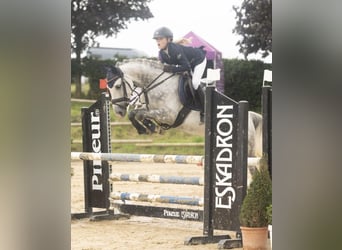 Deutsches Reitpony, Stute, 7 Jahre, 146 cm, Apfelschimmel