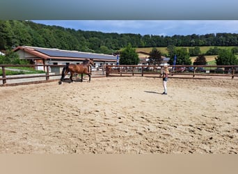 Deutsches Reitpony, Stute, 7 Jahre, 146 cm, Brauner