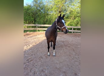 Deutsches Reitpony, Stute, 7 Jahre, 146 cm, Brauner