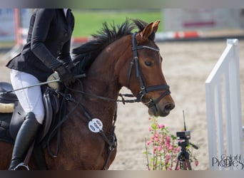 Deutsches Reitpony, Stute, 7 Jahre, 146 cm, Brauner