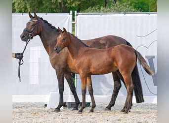 Deutsches Reitpony, Stute, 7 Jahre, 146 cm, Brauner