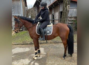 Deutsches Reitpony, Stute, 7 Jahre, 146 cm, Brauner