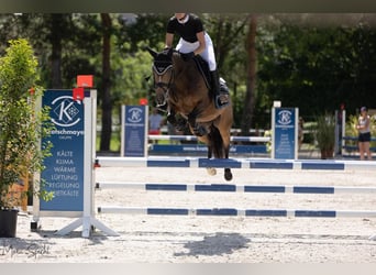Deutsches Reitpony, Stute, 7 Jahre, 146 cm, Buckskin