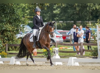 Deutsches Reitpony, Stute, 7 Jahre, 146 cm, Dunkelbrauner