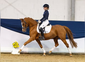 Deutsches Reitpony, Stute, 7 Jahre, 146 cm, Dunkelfuchs