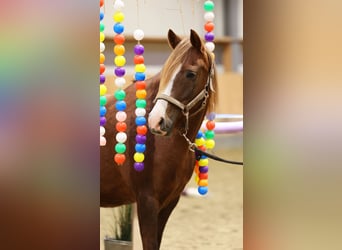 Deutsches Reitpony, Stute, 7 Jahre, 146 cm, Dunkelfuchs
