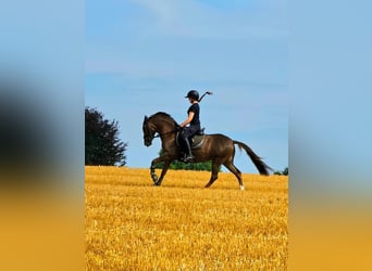 Deutsches Reitpony, Stute, 7 Jahre, 146 cm, Fuchs