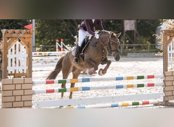 Deutsches Reitpony, Stute, 7 Jahre, 146 cm, Fuchs