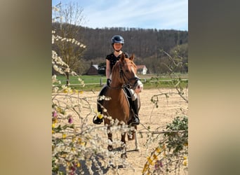 Deutsches Reitpony, Stute, 7 Jahre, 146 cm, Fuchs