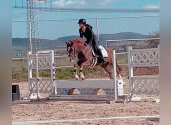 Deutsches Reitpony, Stute, 7 Jahre, 146 cm, Fuchs