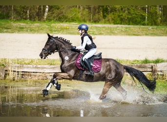 Deutsches Reitpony, Stute, 7 Jahre, 146 cm, Rappe