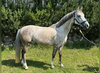 Deutsches Reitpony, Stute, 7 Jahre, 146 cm, Schimmel