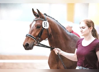 Deutsches Reitpony, Stute, 7 Jahre, 147 cm, Brauner