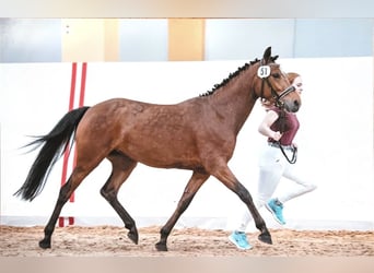 Deutsches Reitpony, Stute, 7 Jahre, 147 cm, Brauner