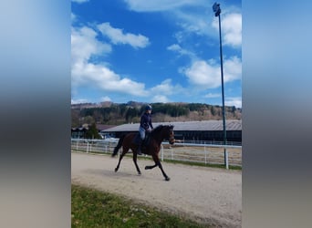 Deutsches Reitpony, Stute, 7 Jahre, 147 cm, Brauner