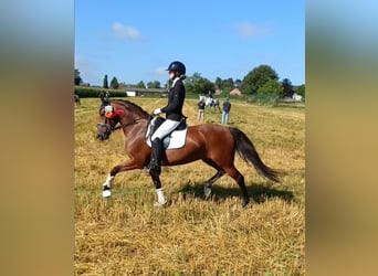 Deutsches Reitpony, Stute, 7 Jahre, 147 cm, Brauner