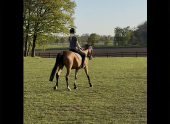 Deutsches Reitpony, Stute, 7 Jahre, 147 cm, Buckskin