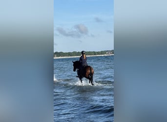 Deutsches Reitpony, Stute, 7 Jahre, 147 cm, Dunkelbrauner