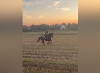 Deutsches Reitpony, Stute, 7 Jahre, 147 cm, Dunkelbrauner