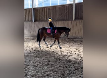 Deutsches Reitpony, Stute, 7 Jahre, 147 cm, Dunkelbrauner