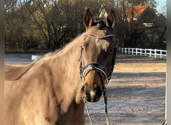 Deutsches Reitpony, Stute, 7 Jahre, 147 cm, Dunkelbrauner