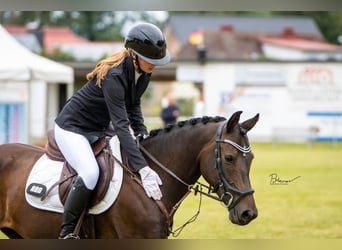 Deutsches Reitpony, Stute, 7 Jahre, 147 cm, Dunkelbrauner