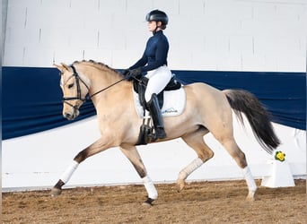 Deutsches Reitpony, Stute, 7 Jahre, 147 cm, Falbe