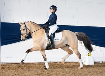 Deutsches Reitpony, Stute, 7 Jahre, 147 cm, Falbe