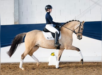 Deutsches Reitpony, Stute, 7 Jahre, 147 cm, Falbe