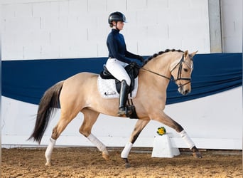 Deutsches Reitpony, Stute, 7 Jahre, 147 cm, Falbe