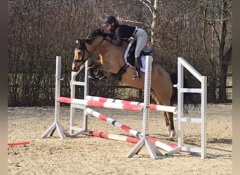 Deutsches Reitpony, Stute, 7 Jahre, 147 cm, Falbe