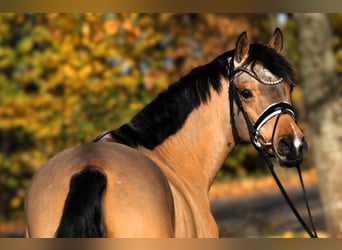 Deutsches Reitpony, Stute, 7 Jahre, 147 cm, Falbe