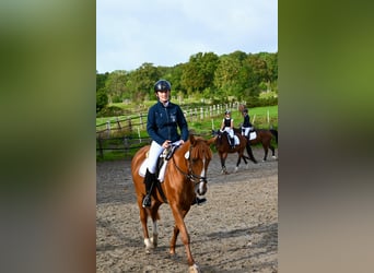 Deutsches Reitpony, Stute, 7 Jahre, 147 cm, Fuchs