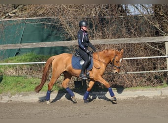 Deutsches Reitpony, Stute, 7 Jahre, 147 cm, Fuchs