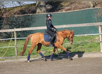 Deutsches Reitpony, Stute, 7 Jahre, 147 cm, Fuchs