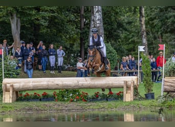 Deutsches Reitpony, Stute, 7 Jahre, 147 cm, Fuchs