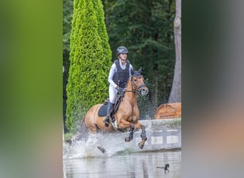 Deutsches Reitpony, Stute, 7 Jahre, 147 cm, Fuchs