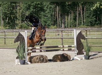Deutsches Reitpony, Stute, 7 Jahre, 148 cm, Brauner